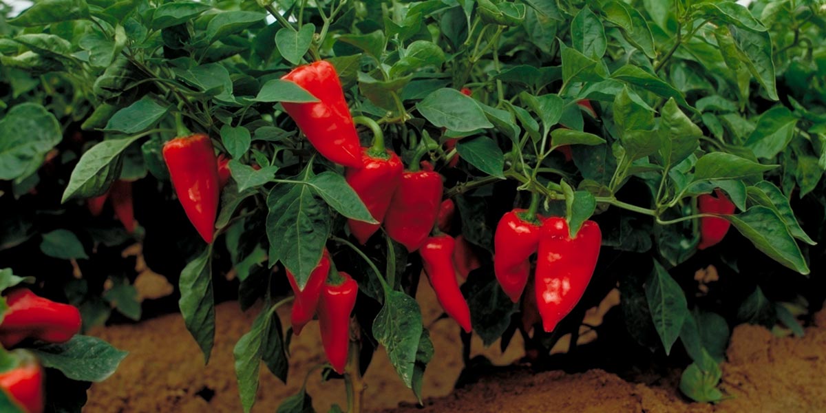 Planta de pimiento