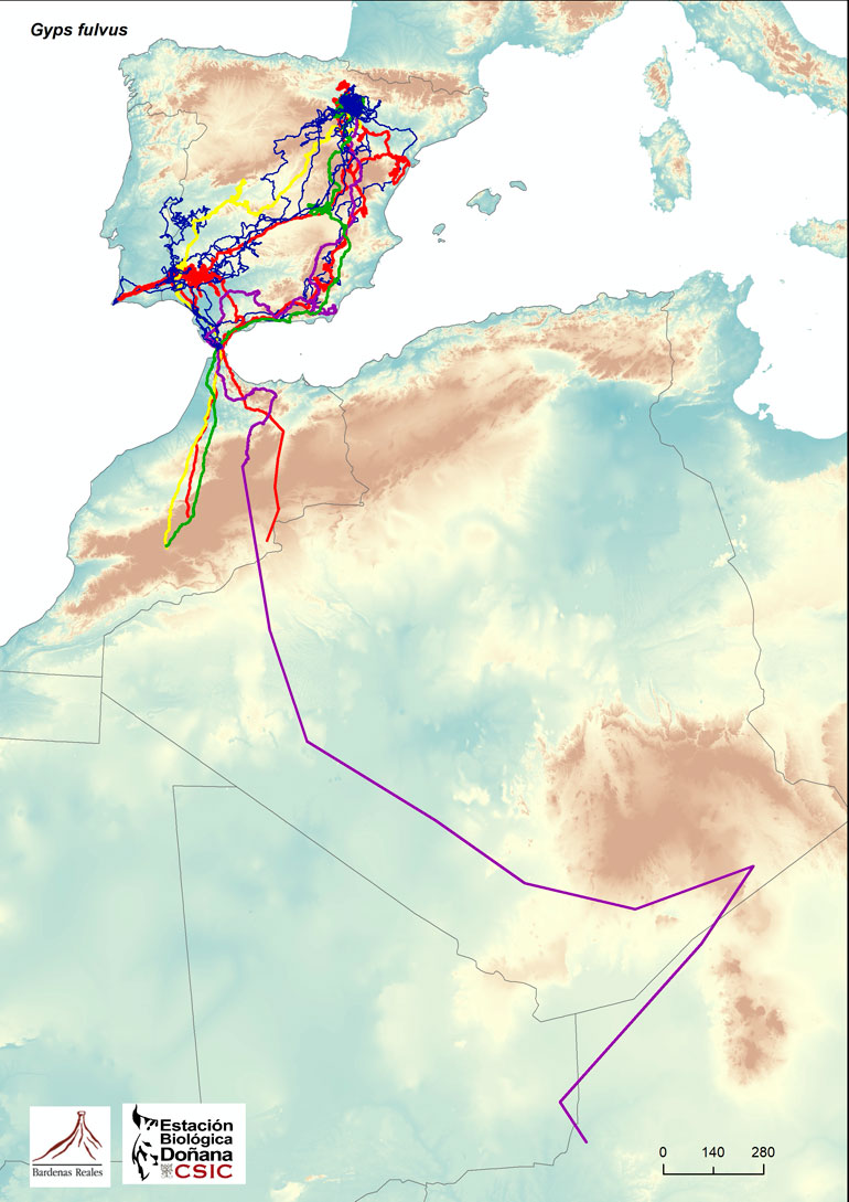 Recorrido de los buitres marcados