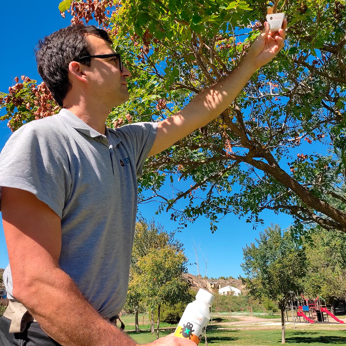 Imanol colocando una caja de suelta (biocesta) con los OCBs en un árbol ornamental de un parque