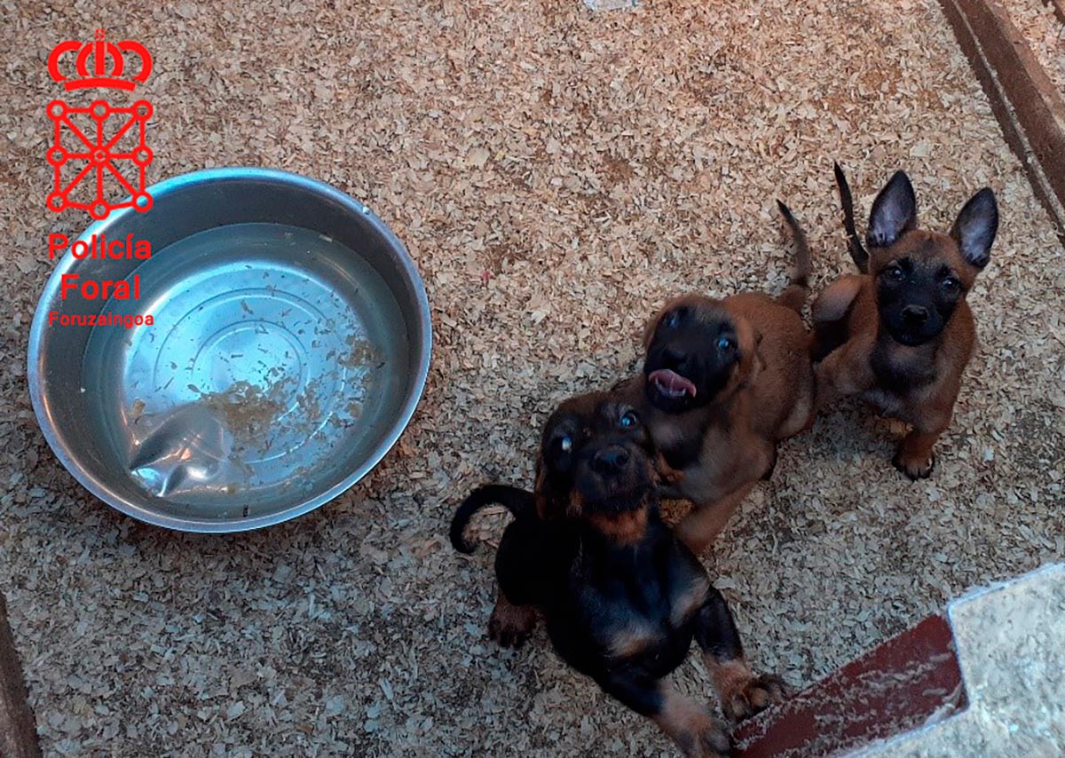 Imagen de algunos cachorros localizados en el criadero ilegal