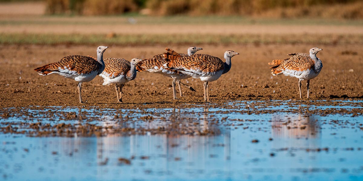Bardenas LifeFarming Avutardas_autorBrunoDuran