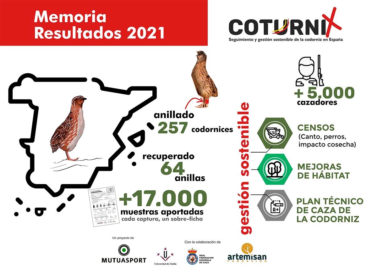 codorniz cazadores