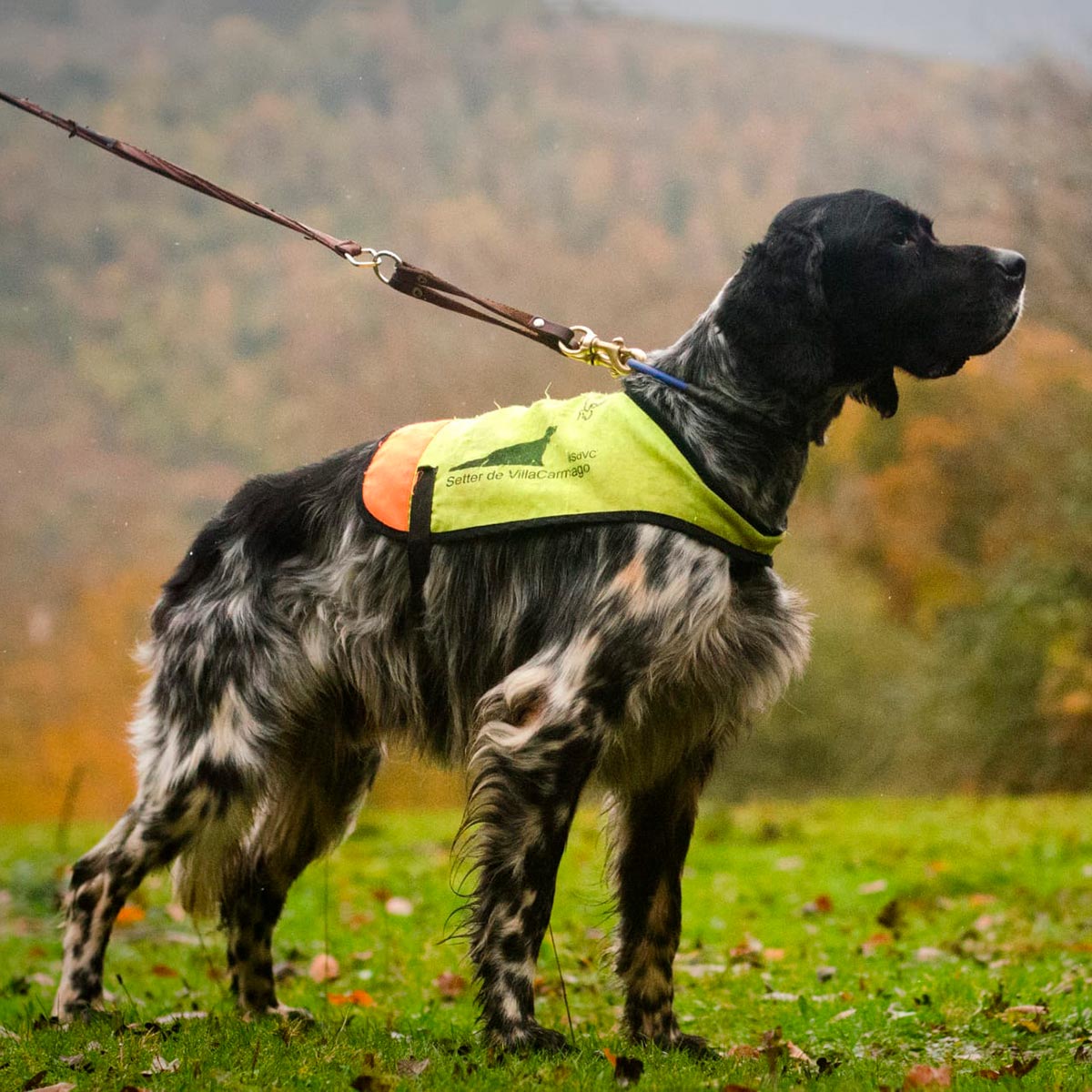 Olaf Reina del Pirineo perros caza becada