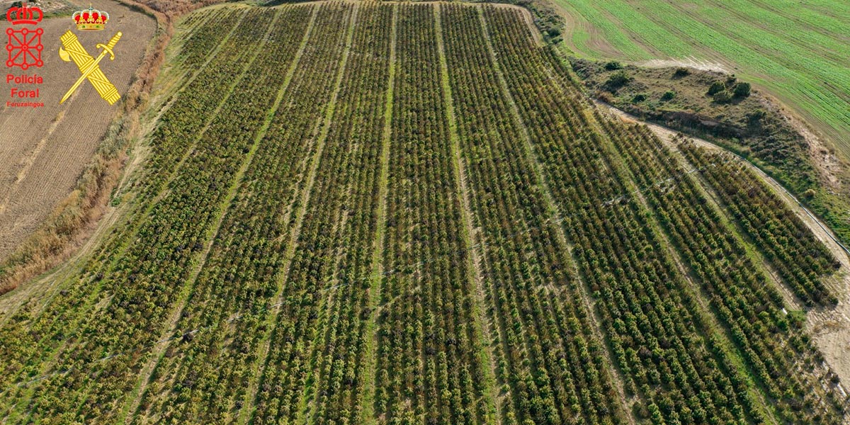 Plantación cannabis Artajona 1