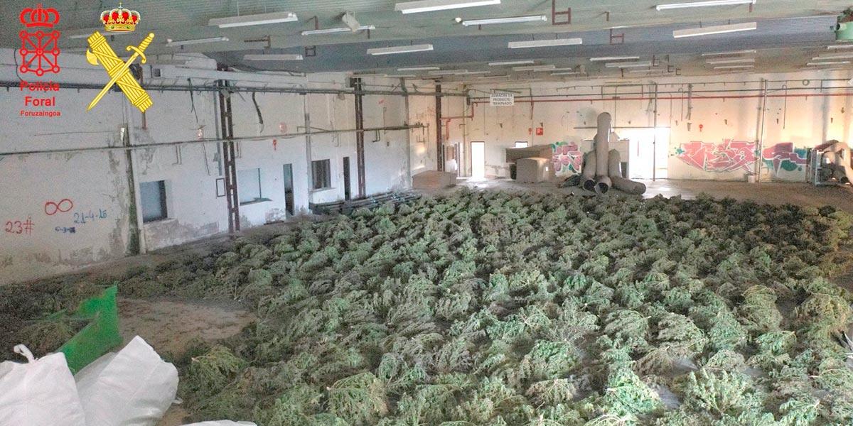 Plantación cannabis Artajona 2