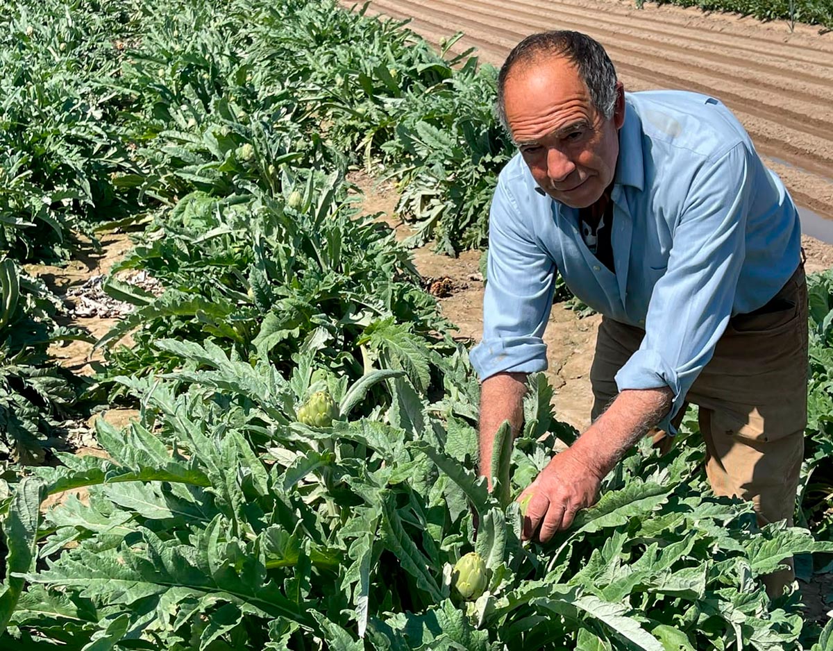 Manuel Navarro Pérez recogiendo alcachofas en su huerta