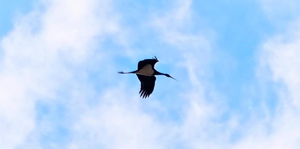 Ciconia negra cigüeña 2