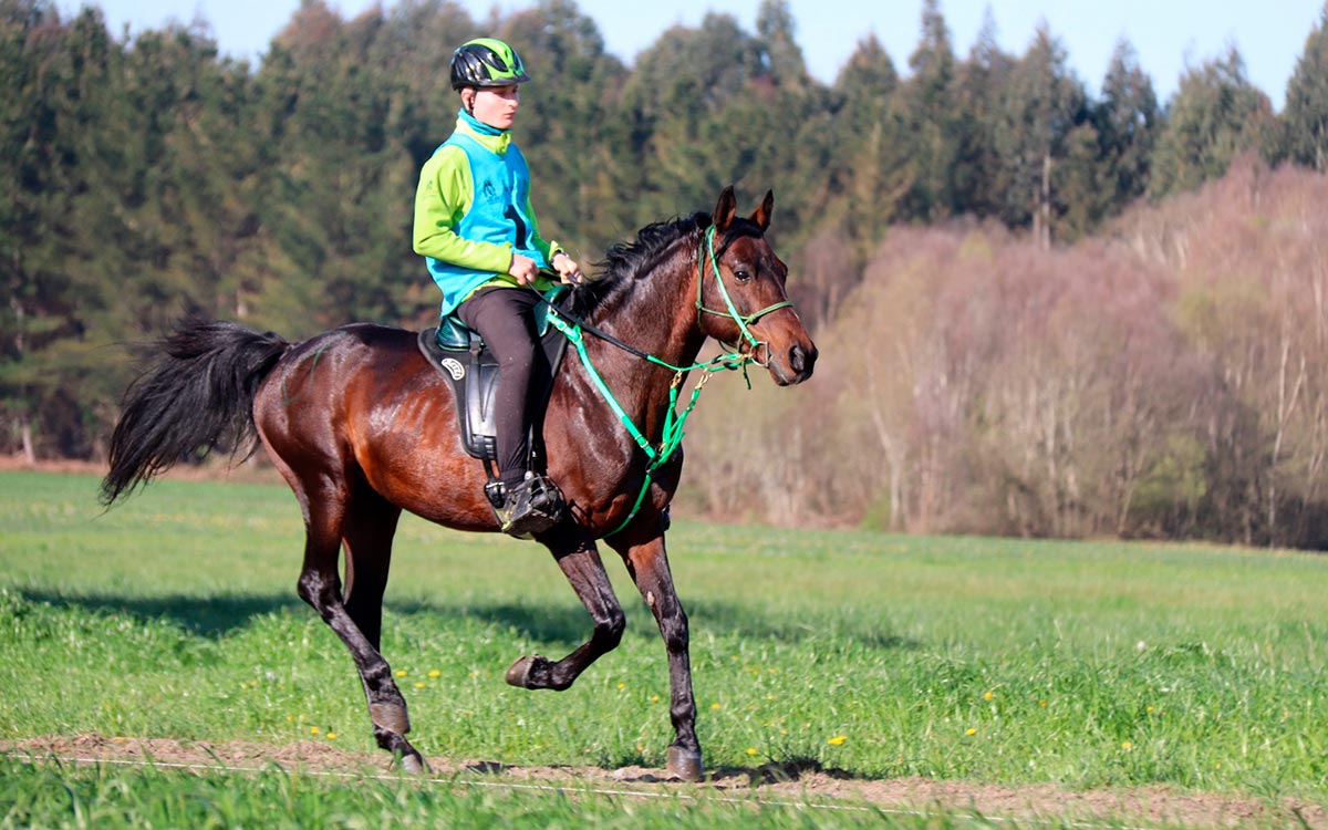Campo Alegre Ireneo Jiménez con Serinus
