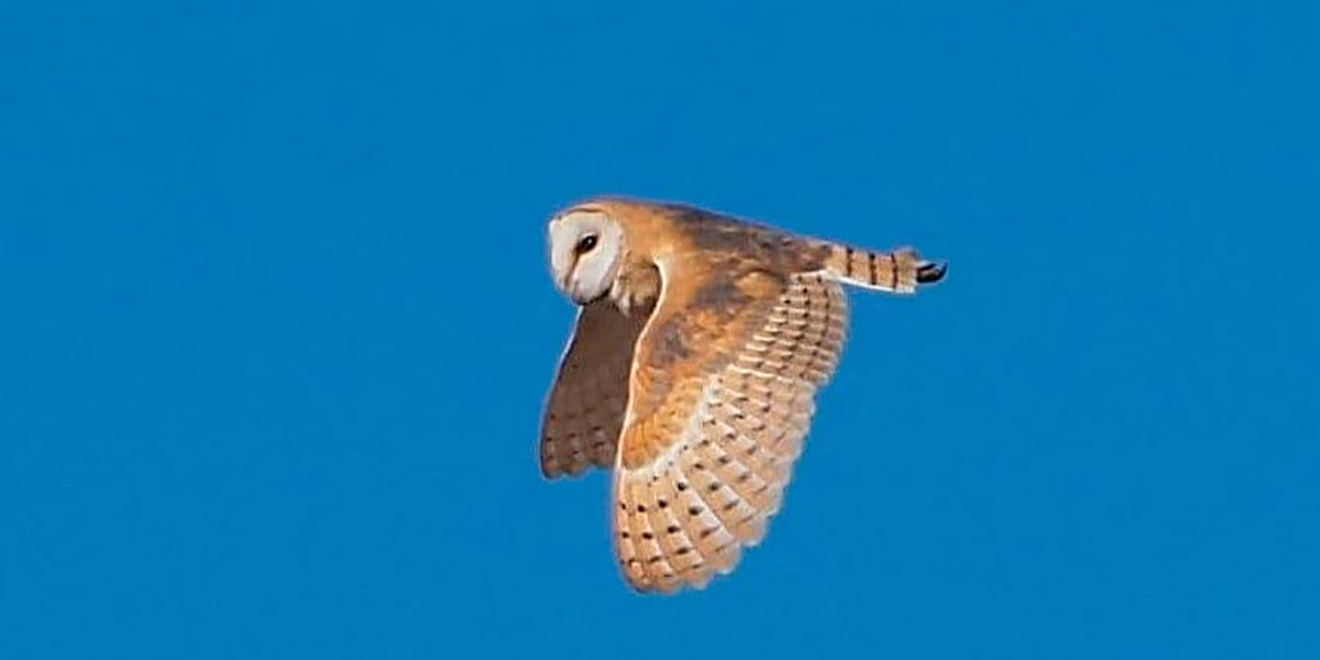 Lechuza (Tyto alba) en vuelo. Imagen cedida por Rajen Ayerra Vildarraz