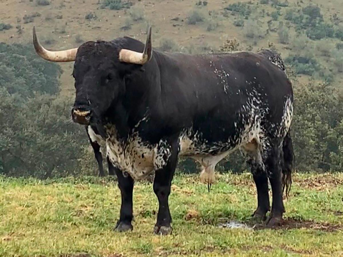 Pablo Saso Supercopa 2023 2