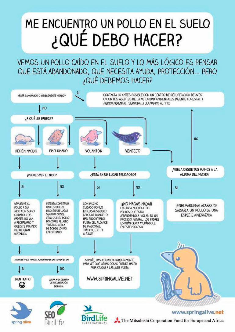 Qué hacer si encuentro un pollito caído