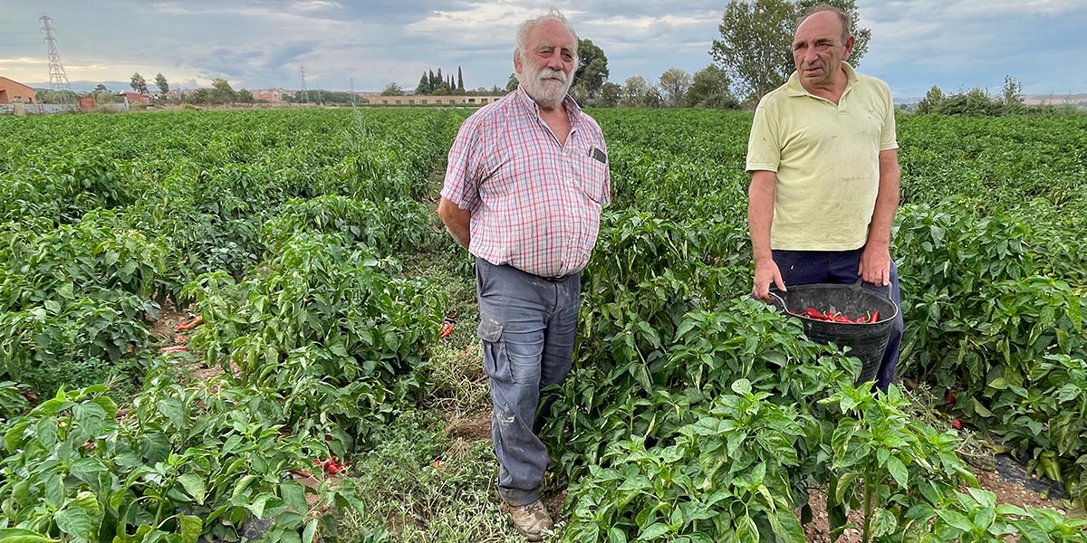 Tudela Hermanos Navarro pimientos 2023