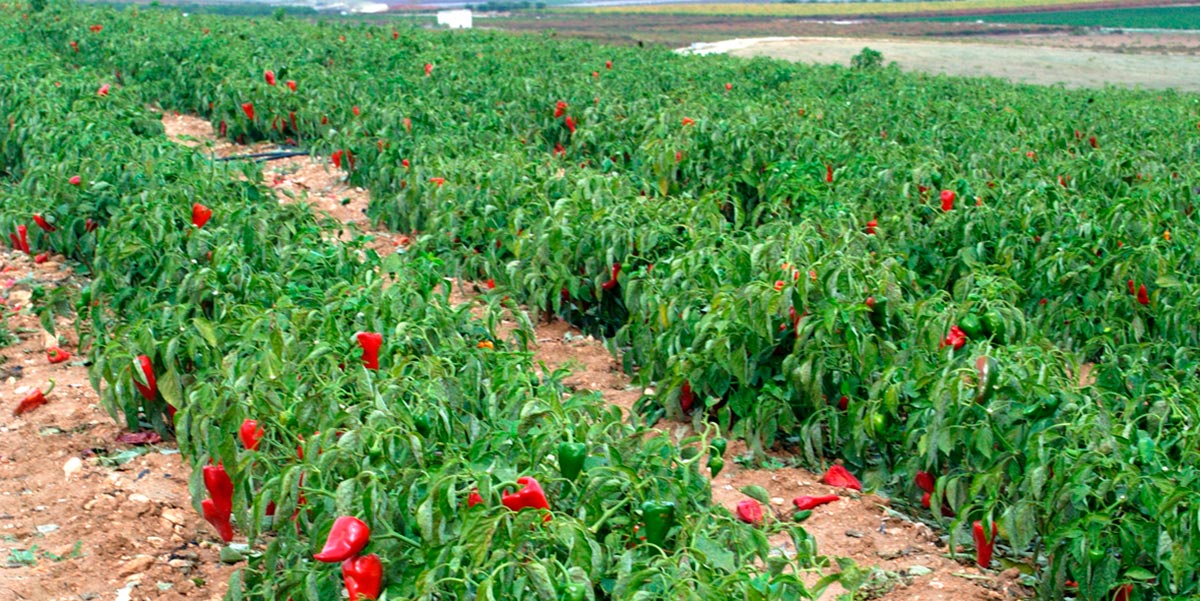 En esta campaña se han cultivado 234 parcelas de pimiento del piquillo de Lodosa por parte de 72 agricultores inscritos