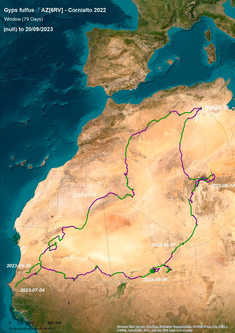 Buitre Cornialto en el Sahara