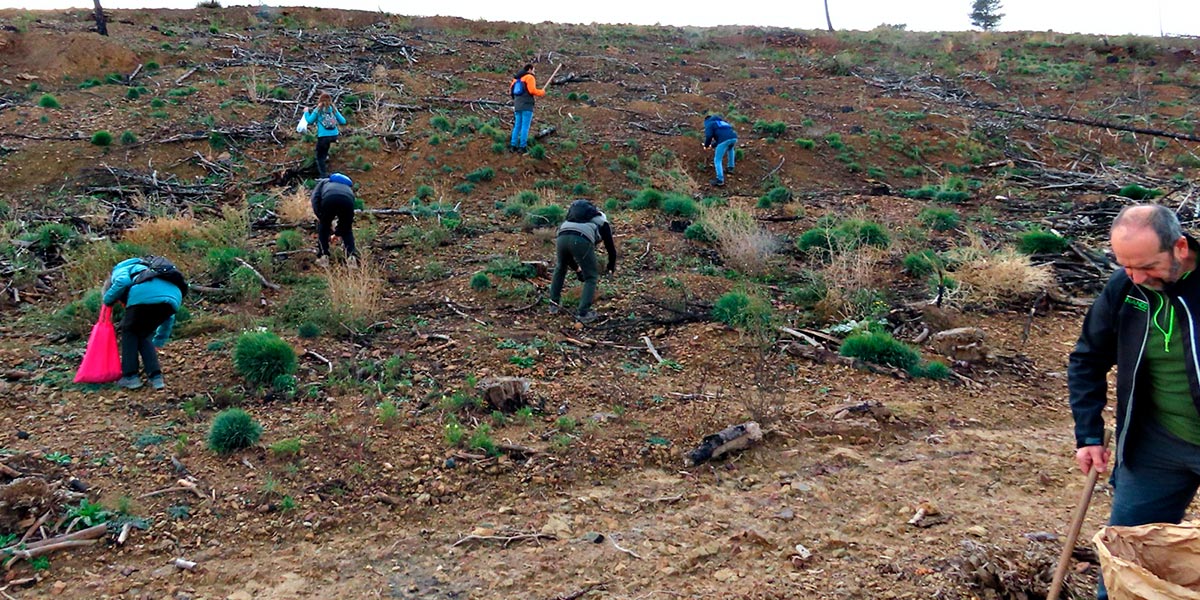 Siembra de bellotas en las zonas afectadas por el incendio del Moncayo