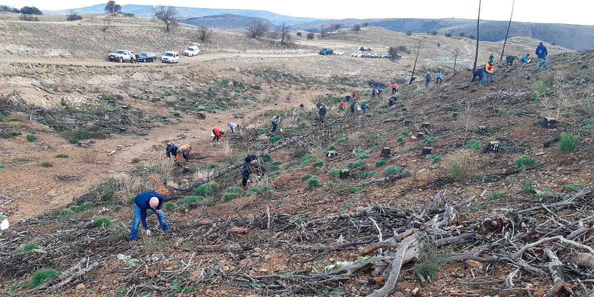 Siembra de bellotas en las zonas afectadas por el incendio del 2022 en el Moncayo