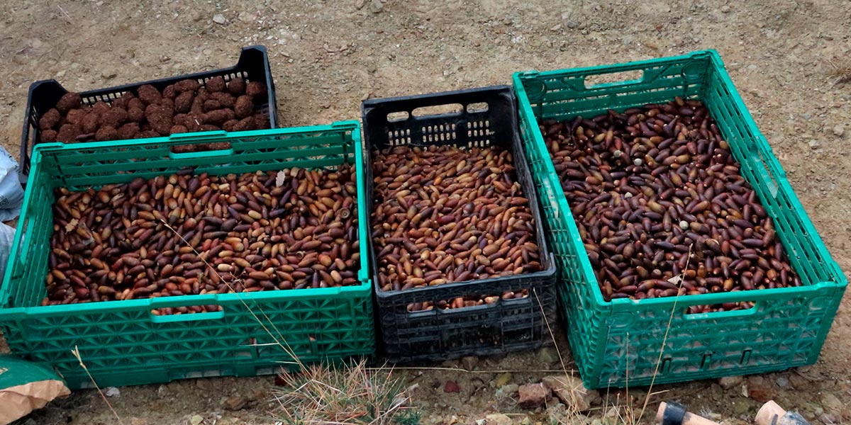 Se sembraron miles de bellotas de encina, roble y coscoja