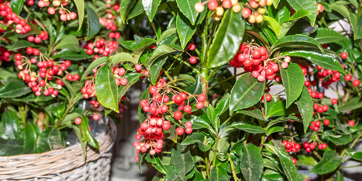 La Ardisia guarda un aspecto muy similar al acebo