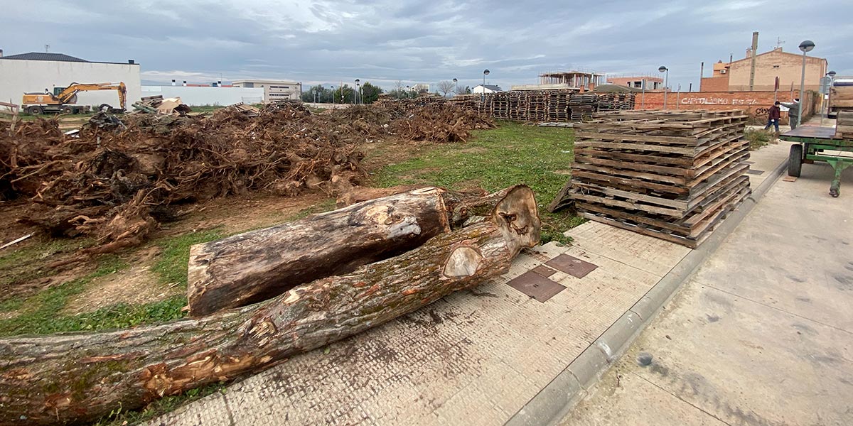 San Antón 2024 en Rincón de Soto 4