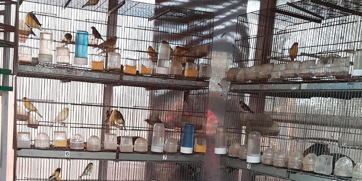 Pajarillos enjaulados previamente a su liberación