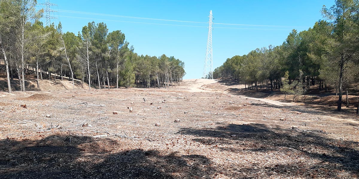 Talas junto al hospital Reina Sofía de Tudela, en los pinares de Calchetas
