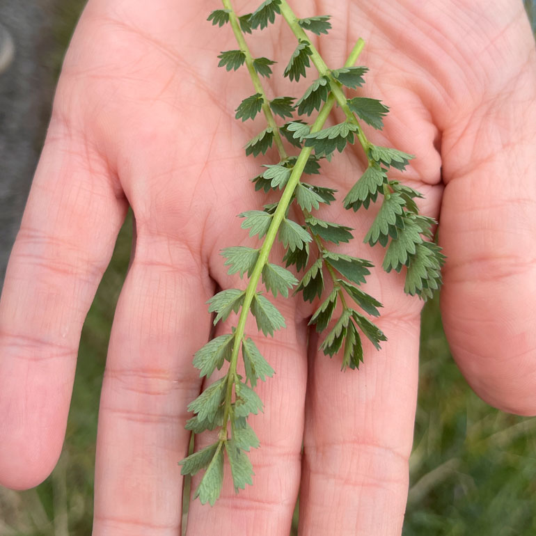 Algunas de las especies comestibles que recolectaron Akerreta y Yárnoz 3