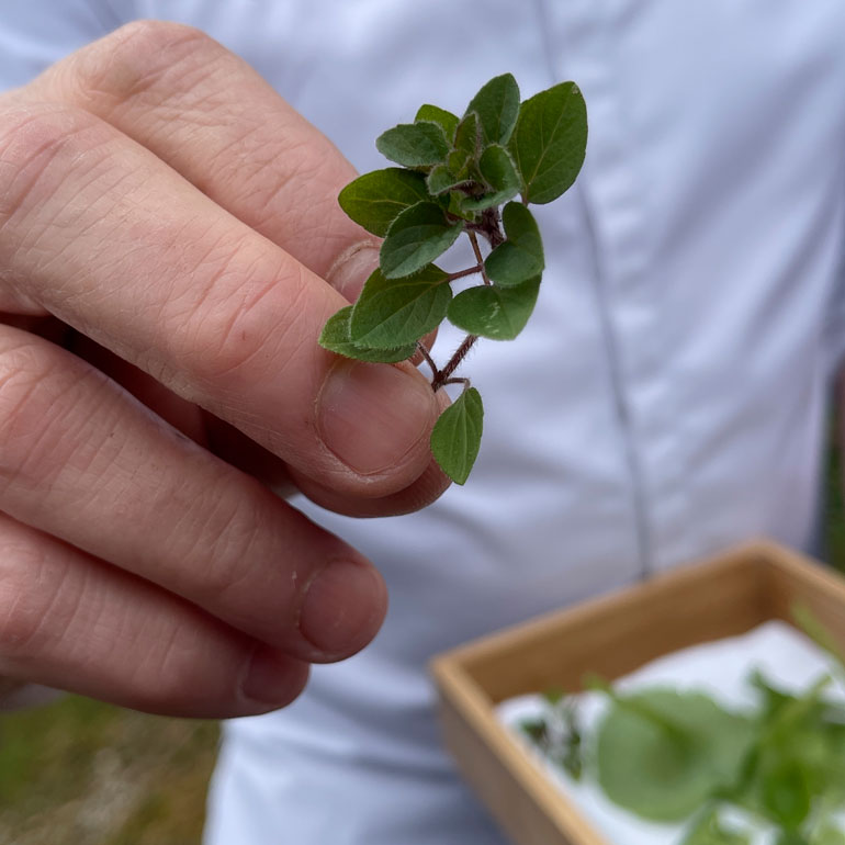 Algunas de las especies comestibles que recolectaron Akerreta y Yárnoz 2