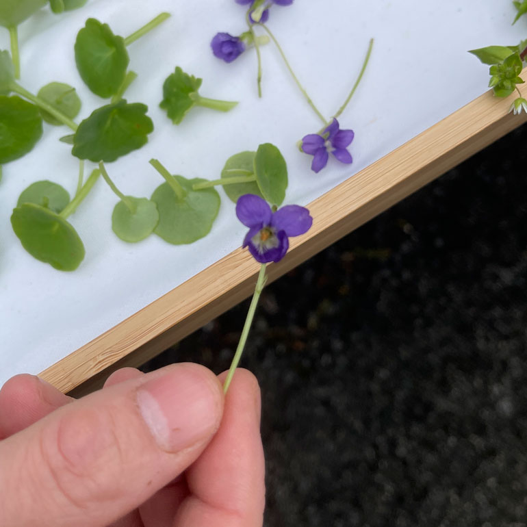 Algunas de las especies comestibles que recolectaron Akerreta y Yárnoz 1