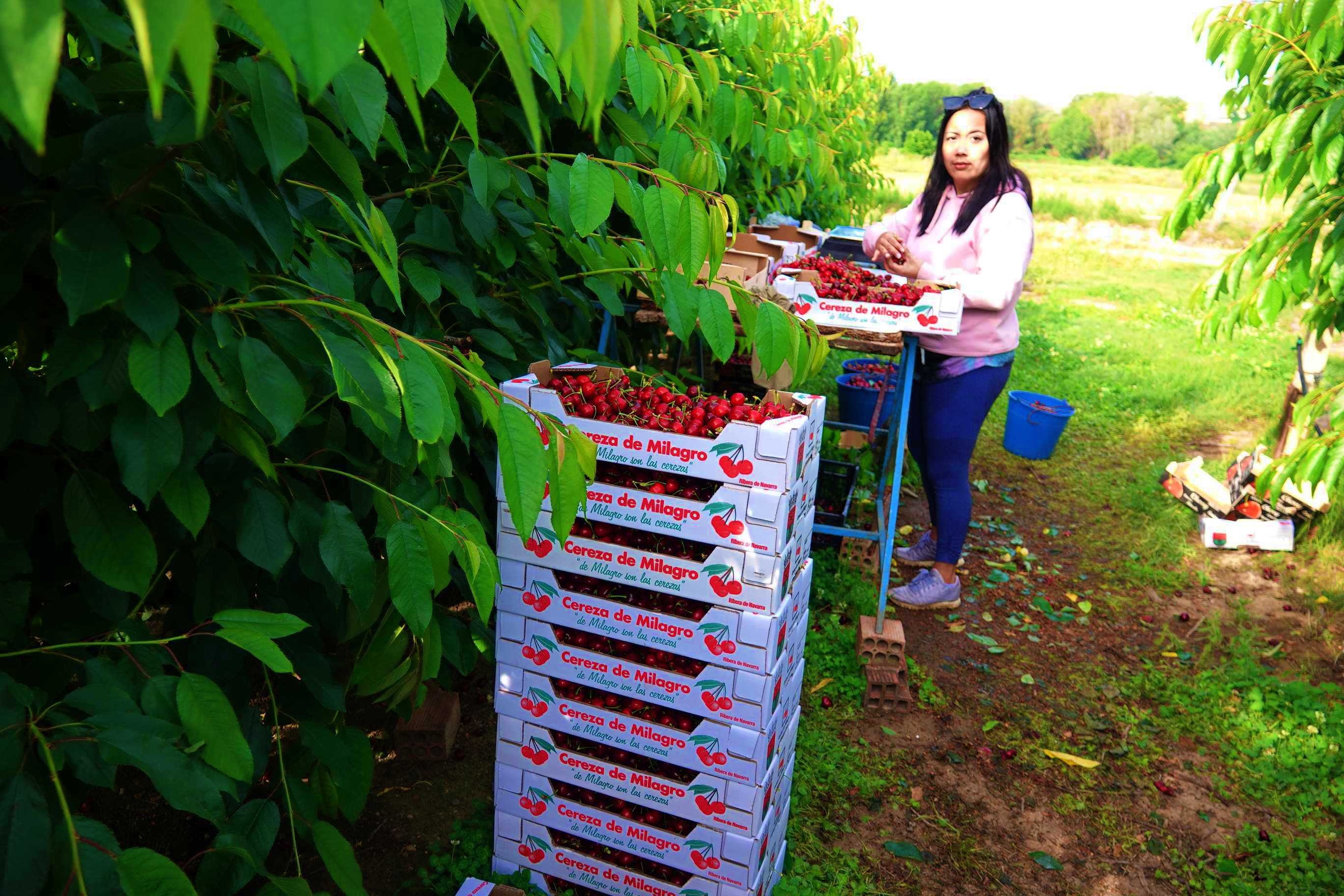 Una mujer realizando la labor tan importante de la selección del fruto una vez recogido del árbol, la caja se llena solo con producto bueno, de buen tamaño y sin dañar