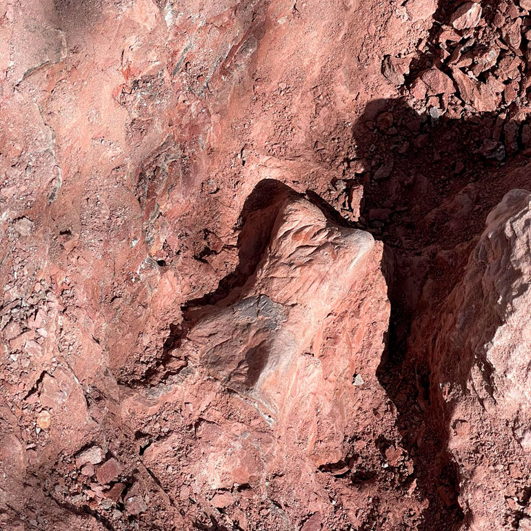 Comienza la nueva y prometedora campaña de excavación paleontológica en Igea 4