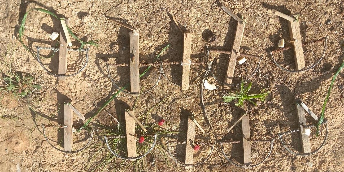 Se le intervinieron diez cepos que están prohibidos