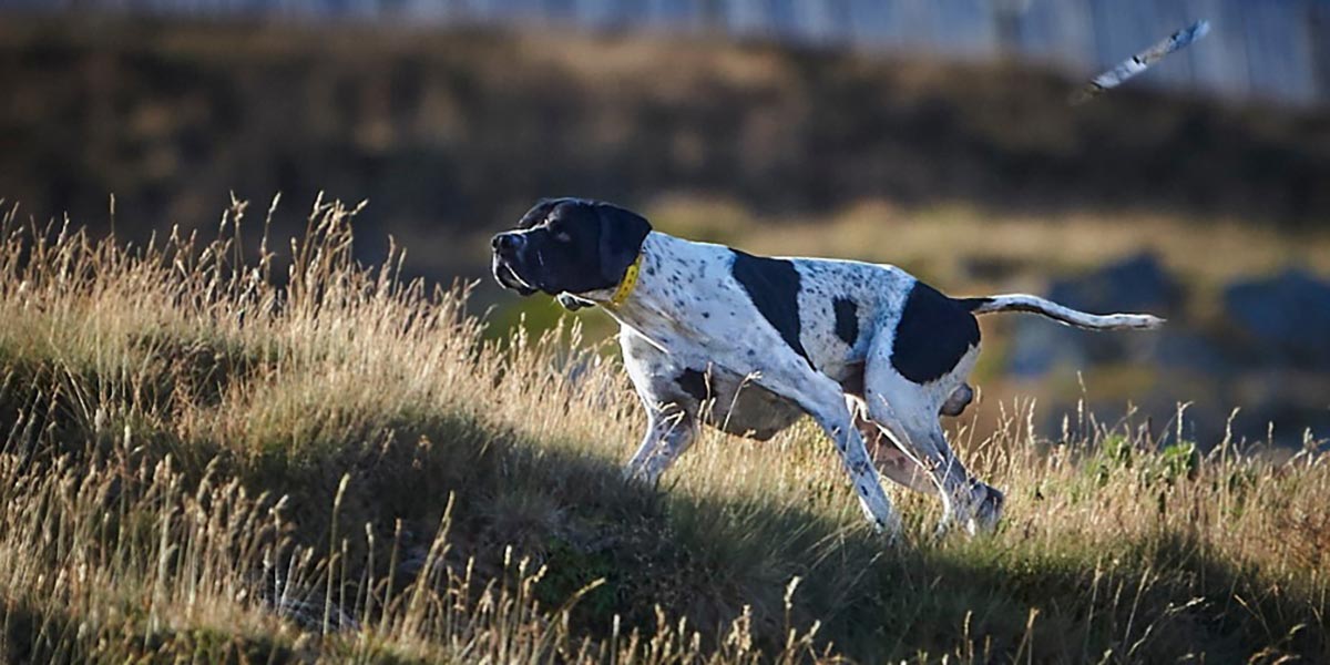 Los pointers serán protagonistas en Sádaba
