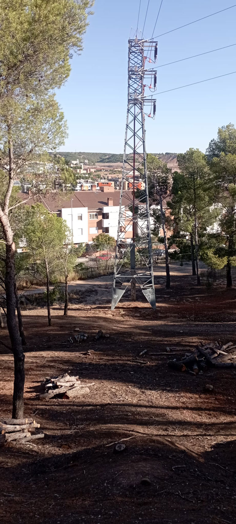Pinos talados a los dos lados de una línea de alta tensión
