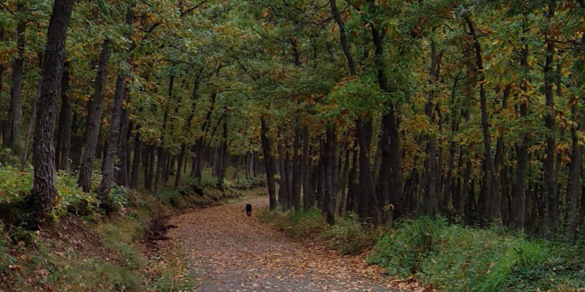 Ruta Camino Verde