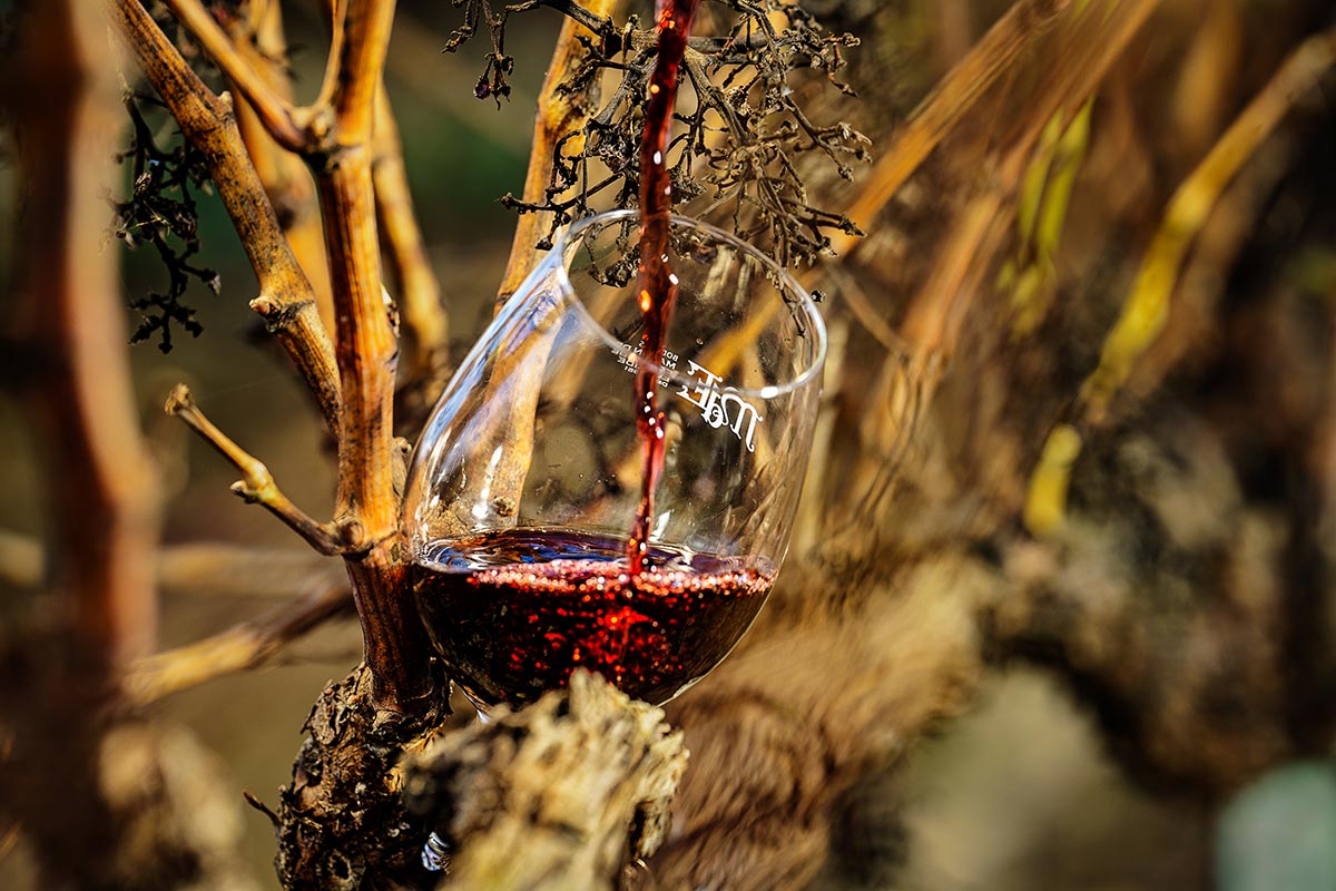 Ganadora Tema 1 Dias de vino y cepas (Anael Corera)