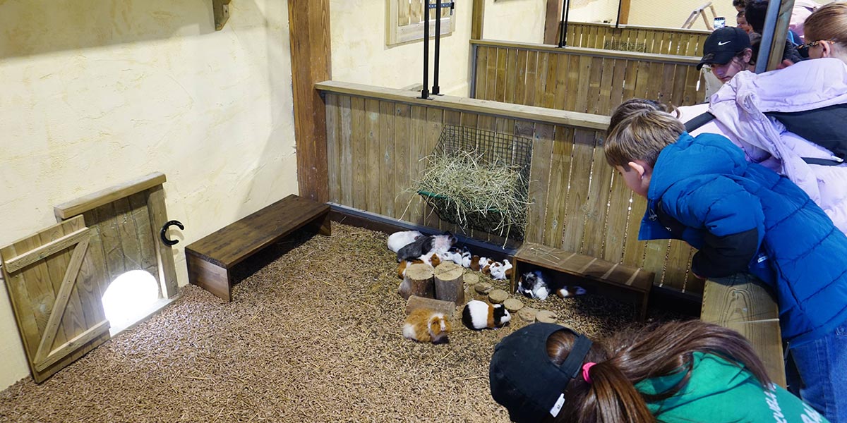 Granja animales