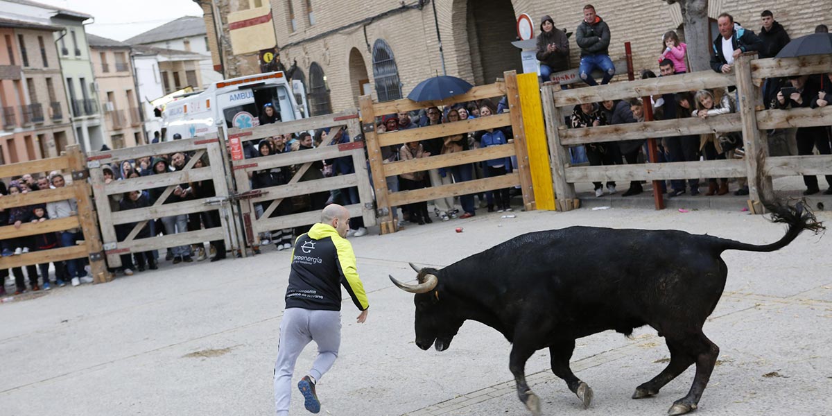 Fiestas de la Juventud en Arguedas 2025 vaquillas