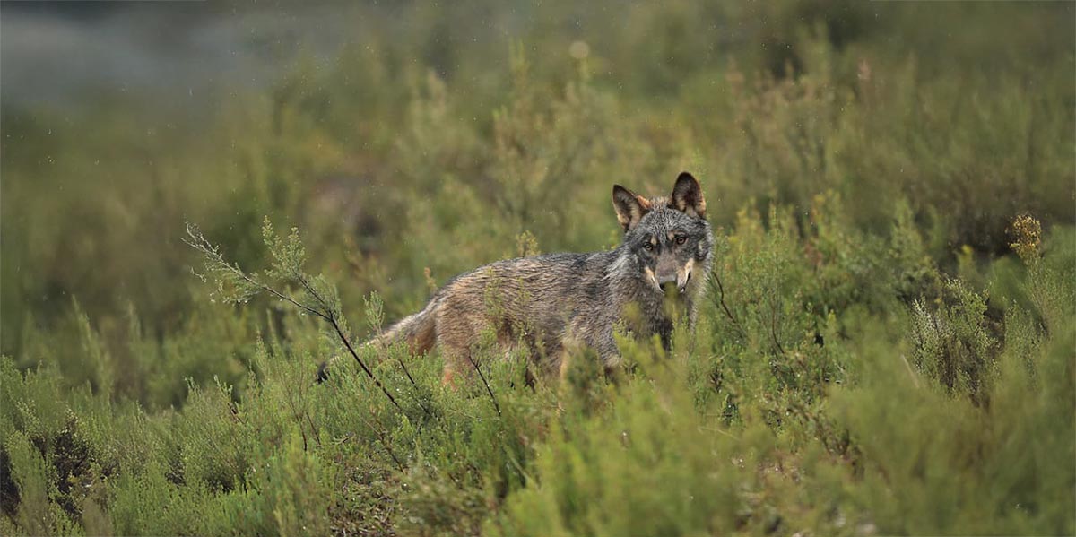 Lobo ibérico