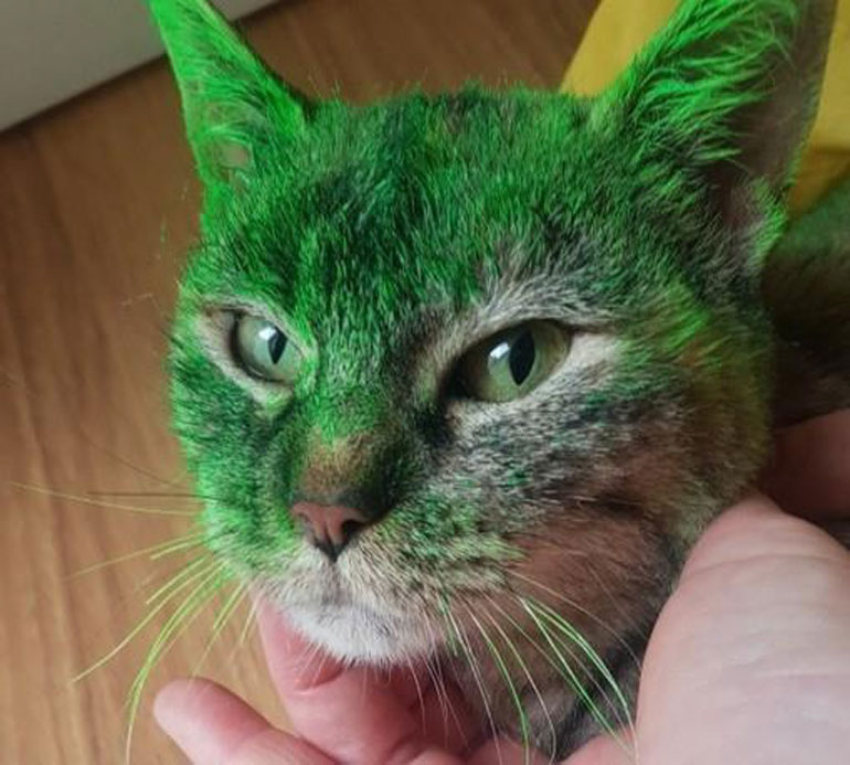 Lana, una gata de una colonia felina de Cascante