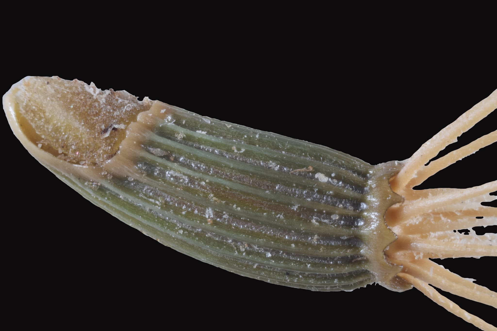 Detalle de una de las fotografías que muestra la forma y el color reales de las semillas a escala microscópica