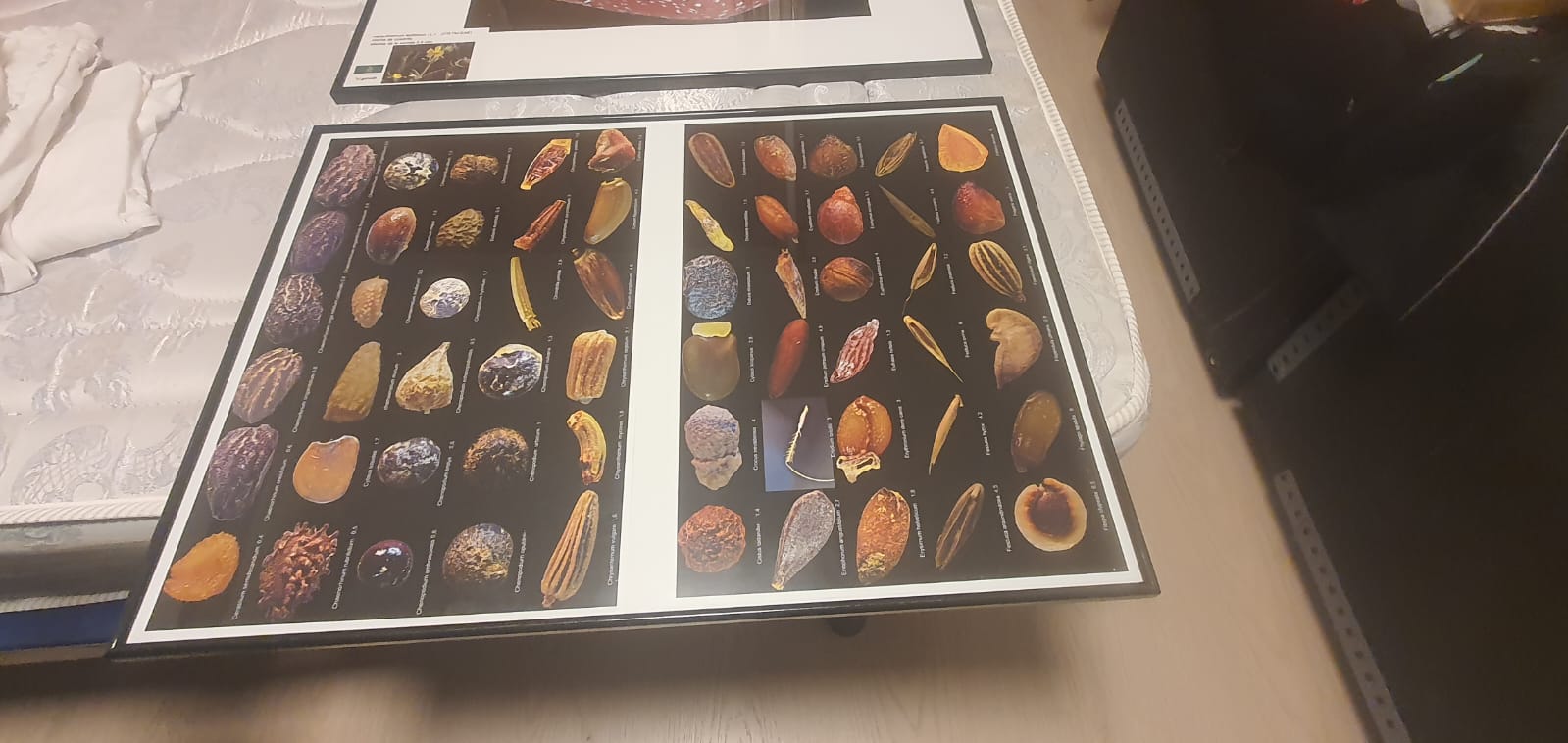 Todas las semillas que forman parte de la exposición
