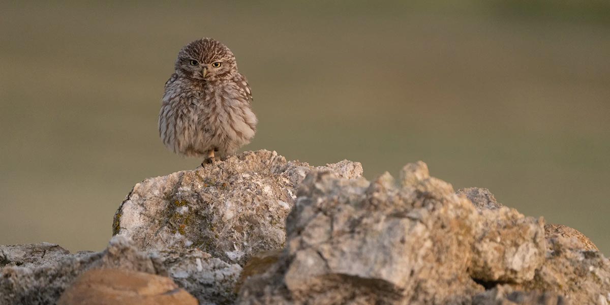 Foto de un mochuelo desde el hide de El Cascajo II.jpg
