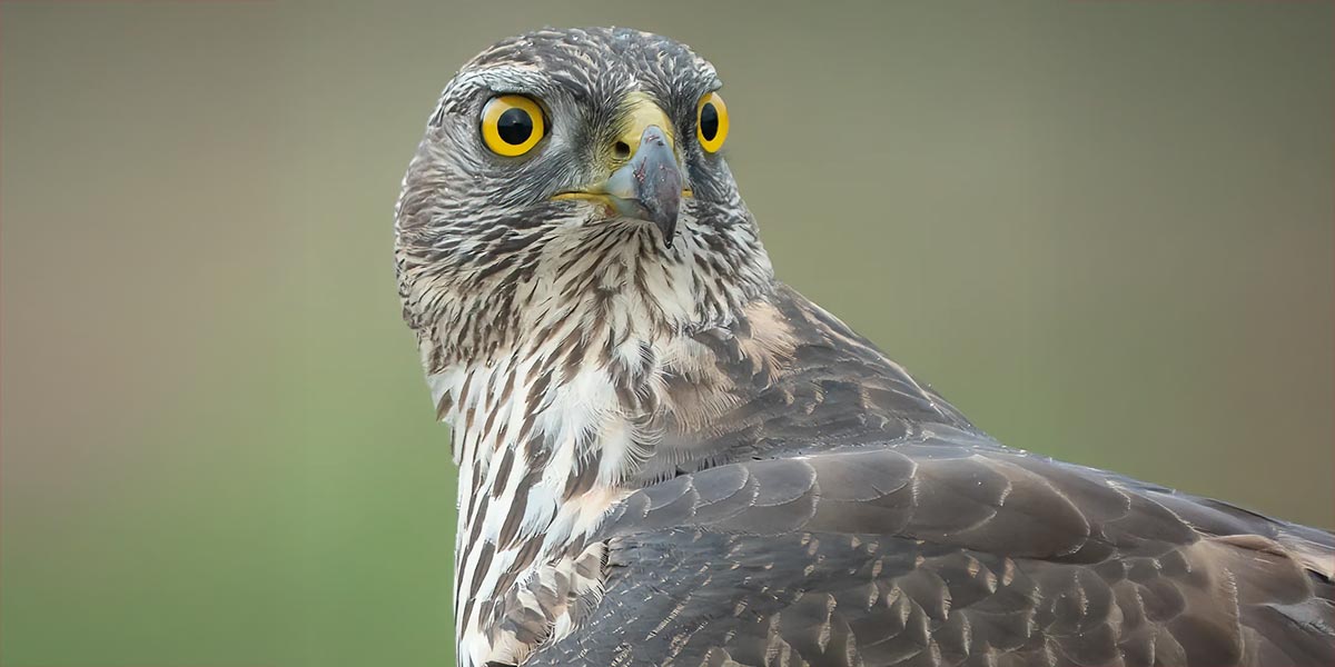 Las rapaces son las protagonistas del hide El Hondo.jpg