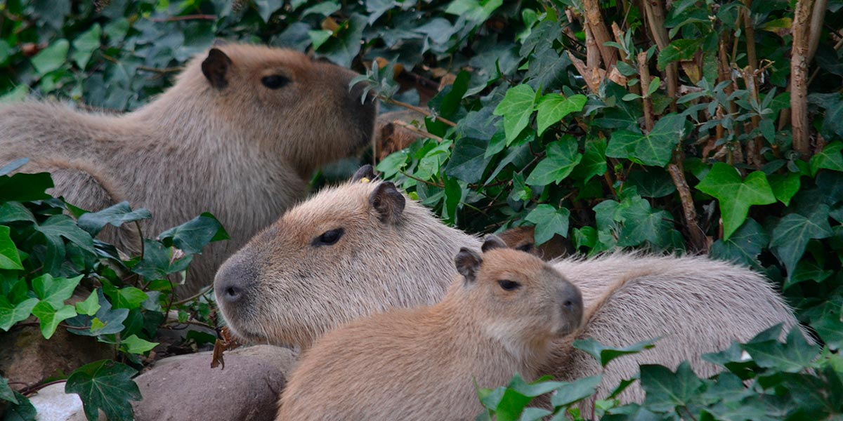 Una familia de capibaras